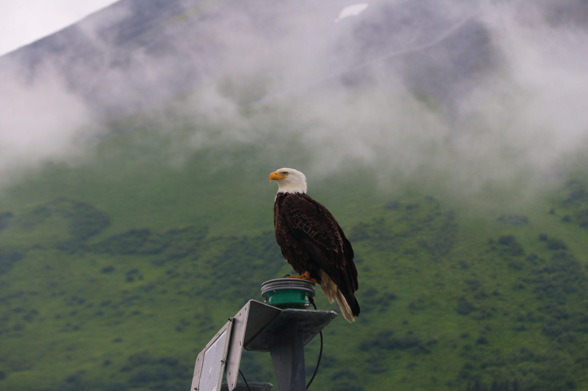 Bald eagle perched on a harbor beacon before a mist-covered green mountainside