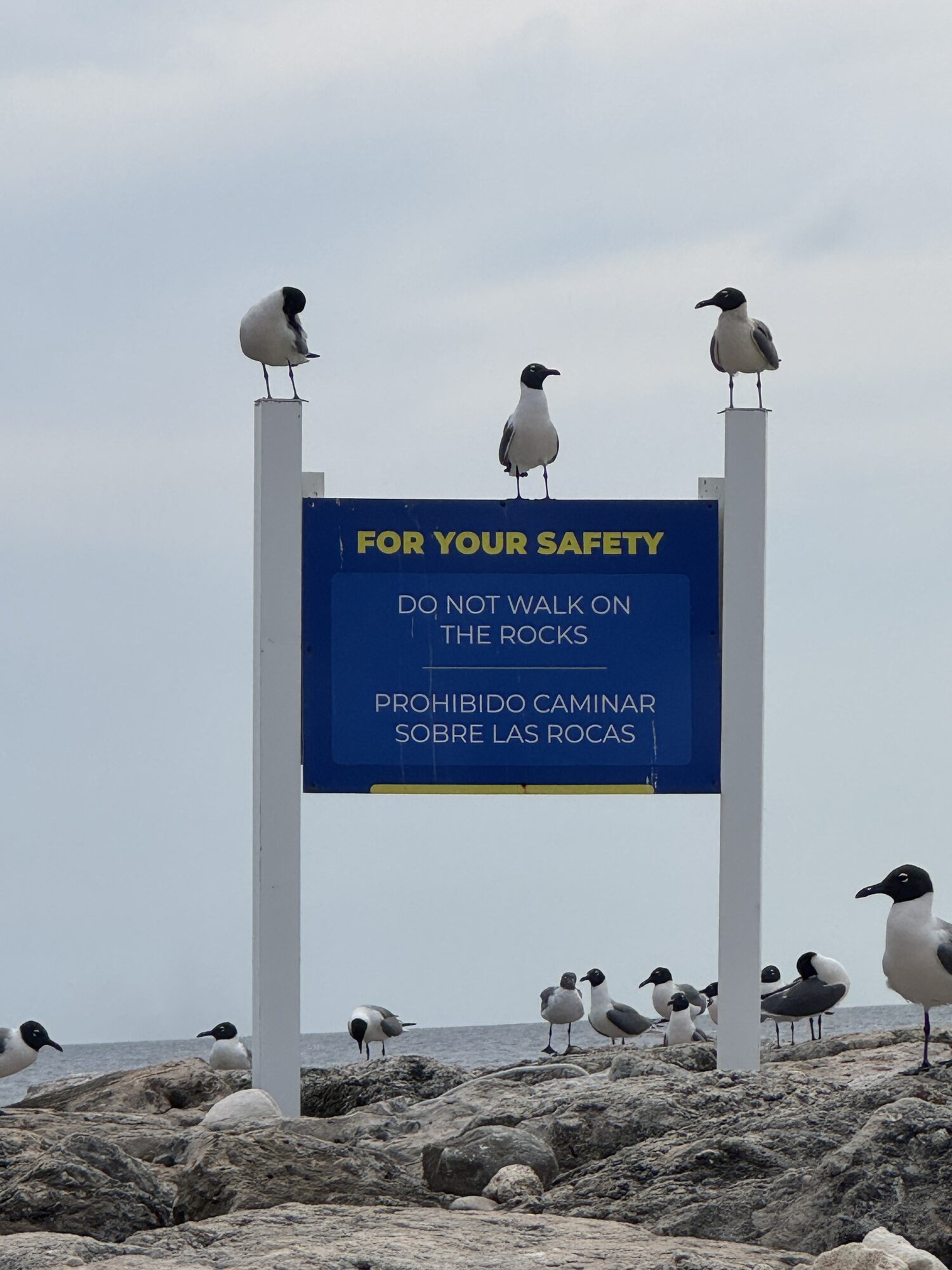 Laughing gulls perched on a safety sign by the rocks