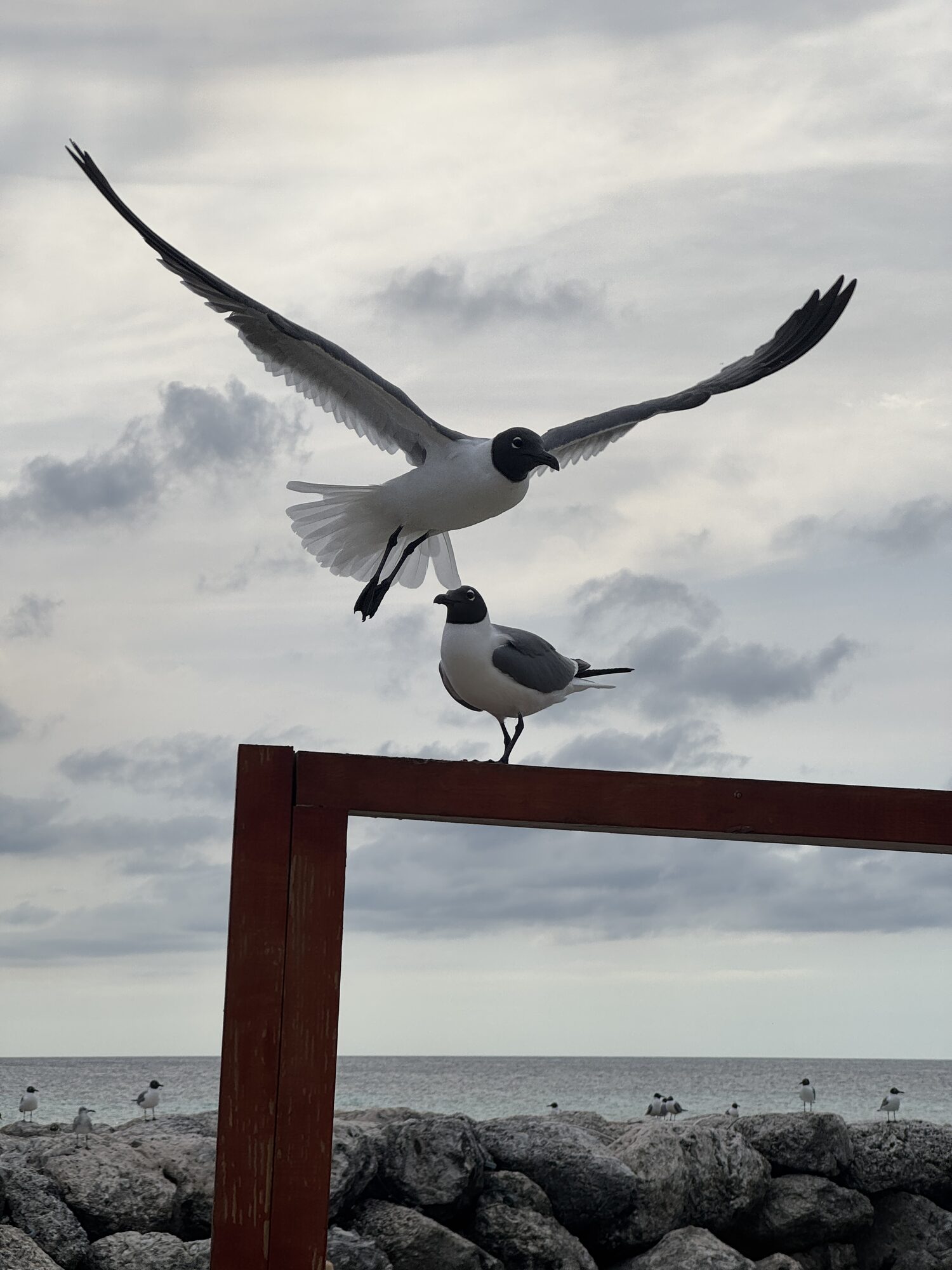 A gull landing beside another perched on a rusty beam