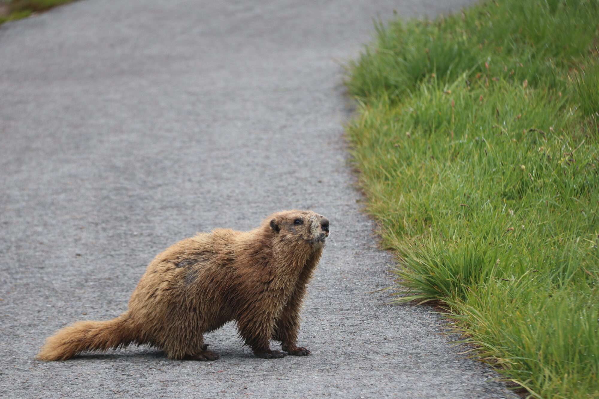 An Olympic marmot standing on a trail beside green grass