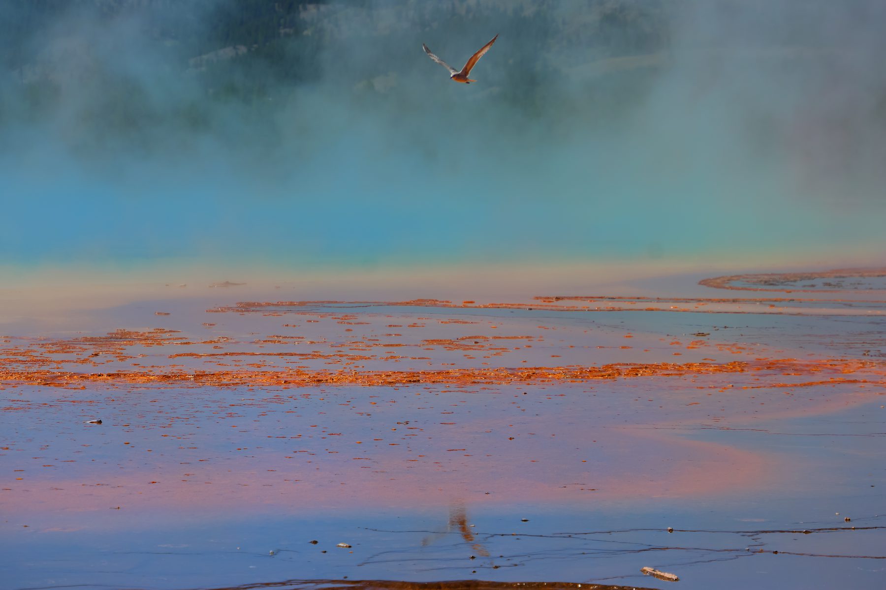 A bird flying over steaming orange microbial mats