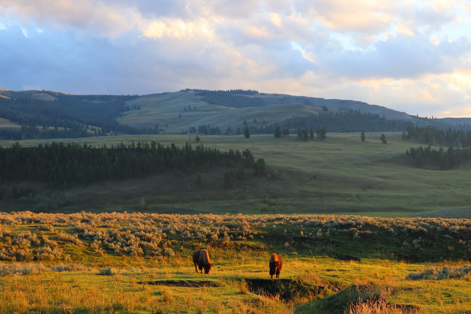 Two bison grazing in a golden valley