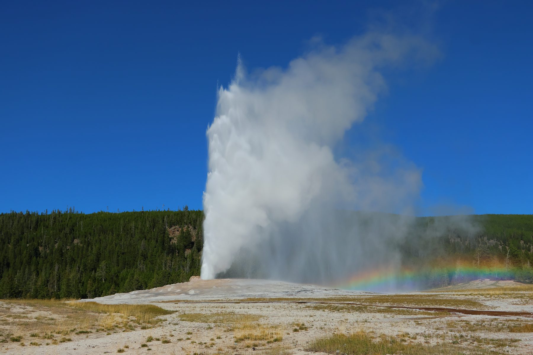 Old Faithful erupting with a rainbow in the spray