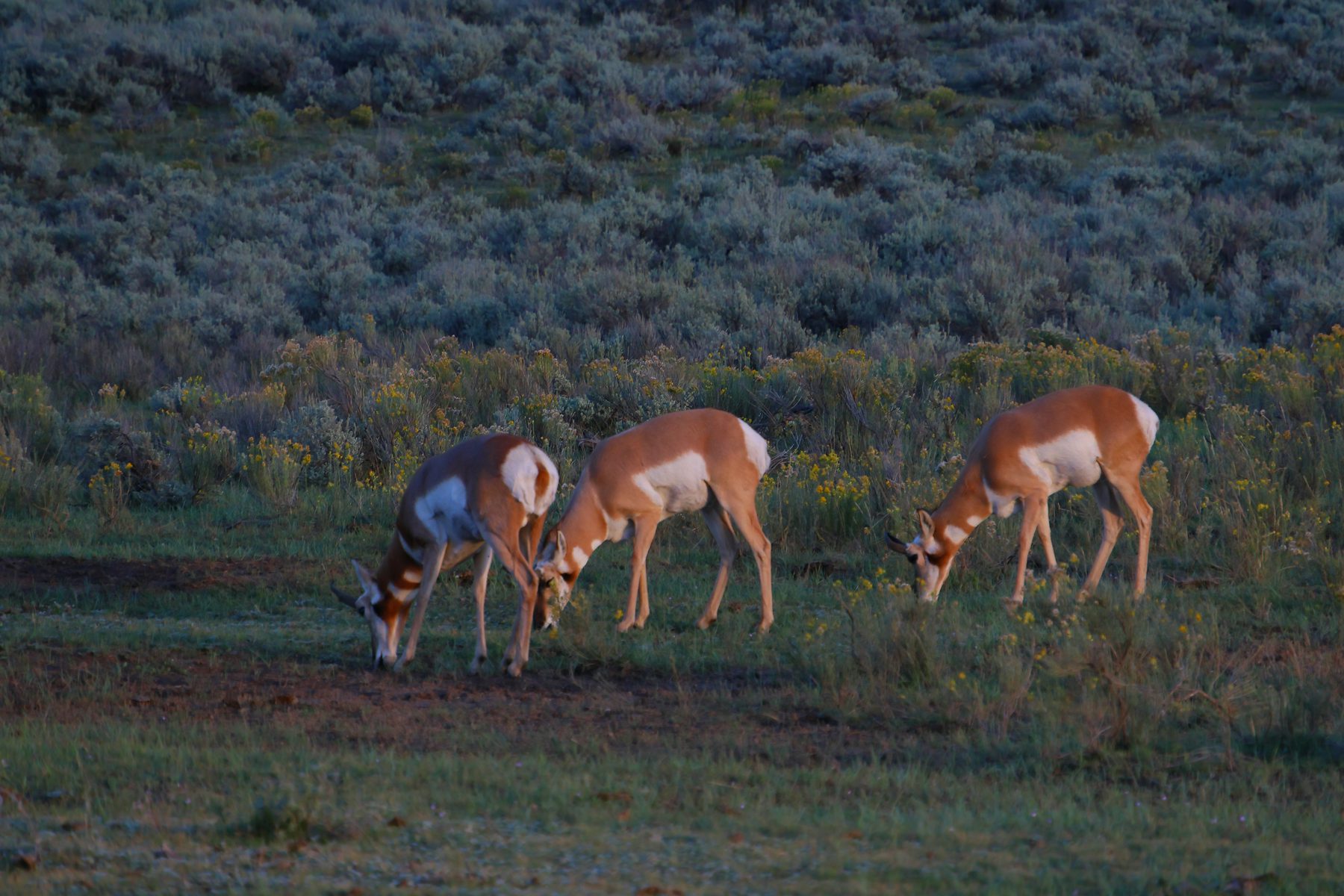 Three pronghorn grazing at dusk